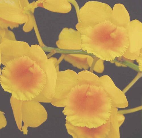 Dendrobium chrysotoxum orchids seeds