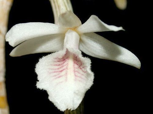 Dendrobium cretaceum orchids seeds