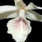Dendrobium cretaceum Orchideen Samen