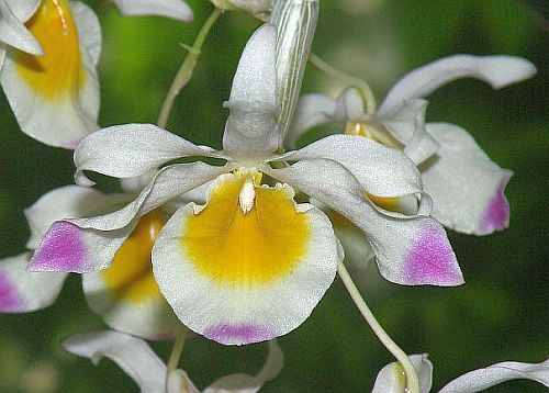 Dendrobium crystallinum orchids seeds