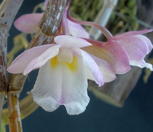 Dendrobium cumulatum orchids seeds