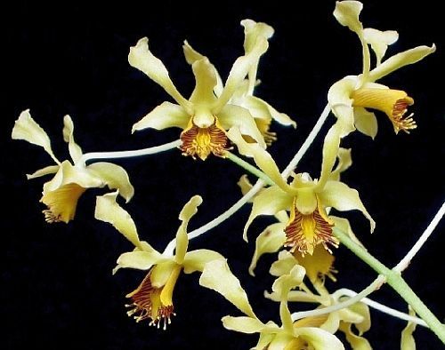 Dendrobium delacourii orchids seeds