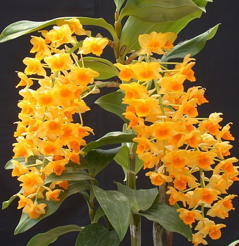 Dendrobium densiflorum orchids seeds