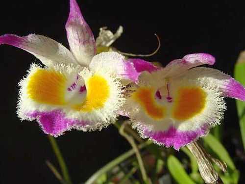 Dendrobium devonianum orchids seeds