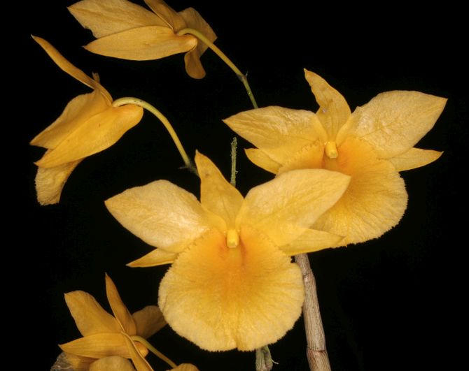 Dendrobium dixanthum orchids seeds