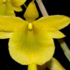 Dendrobium dixanthum orchid?e graines