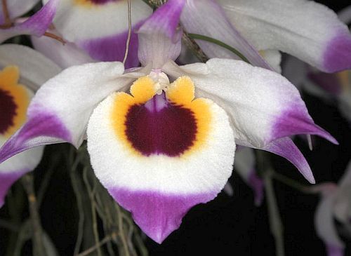 Dendrobium falconeri orchids seeds