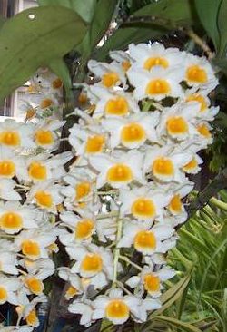 Dendrobium farmeri Farmers Dendrobium seeds