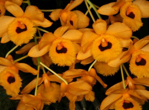 Dendrobium fimbriatum Fringed-lipped Dendrobium seeds