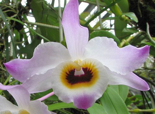 Dendrobium findlayanum orchids seeds