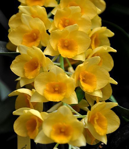 Dendrobium griffithianum orchids seeds