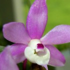 Dendrobium hercoglossum orchid?e graines