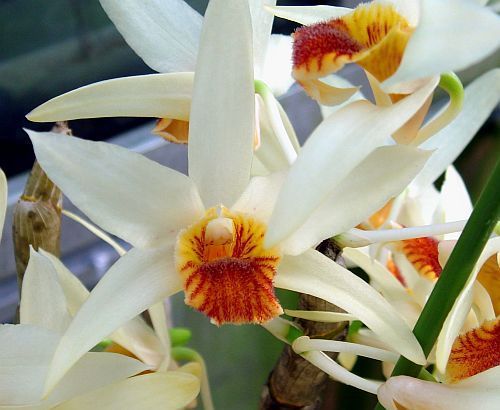 Dendrobium heterocarpum orchids seeds