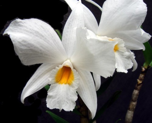 Dendrobium infundibulum orchids seeds