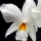 Dendrobium infundibulum Orchideen Samen
