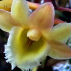 Dendrobium lampongense orchid?e graines