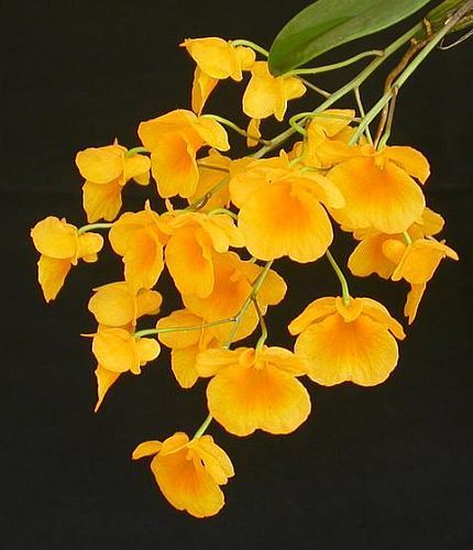 Dendrobium lindleyi orchids seeds