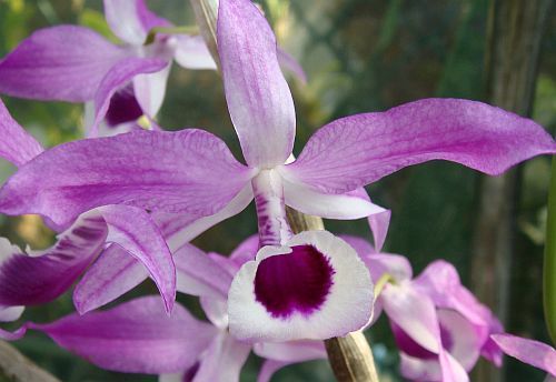 Dendrobium lituiflorum orchids seeds