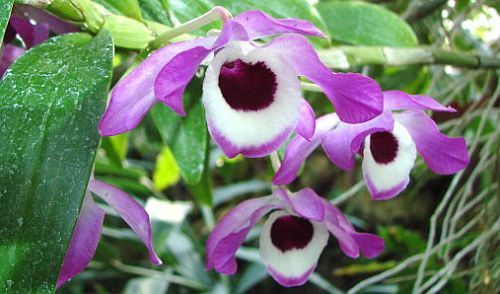 Dendrobium nobile Noble Dendrobium seeds