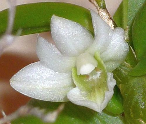 Dendrobium oligophyllum orchids seeds