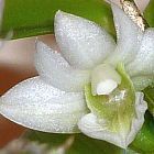 Dendrobium oligophyllum orchidea semi
