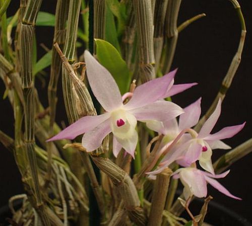 Dendrobium pachygloossum orchids seeds
