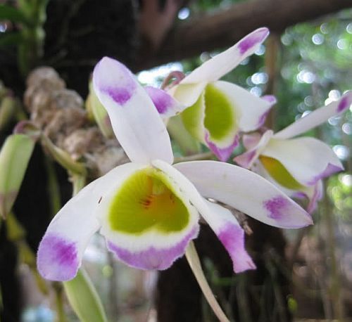 Dendrobium pendulum orchids seeds