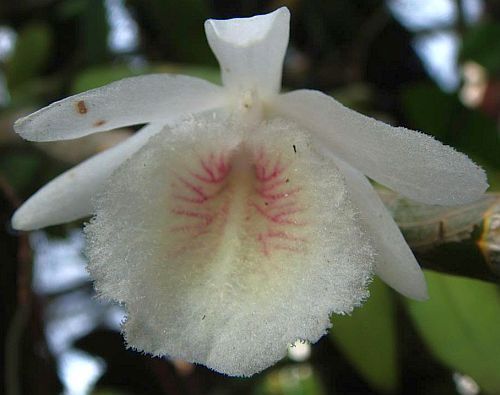 Dendrobium polyanthum orchids seeds