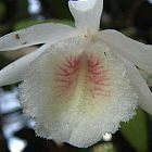 Dendrobium polyanthum orchidea semi