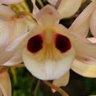 Dendrobium pulchellum  semi