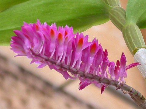 Dendrobium secundum Toothbrush Orchid seeds
