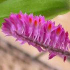 Dendrobium secundum Orchid?e brosse ? dents graines