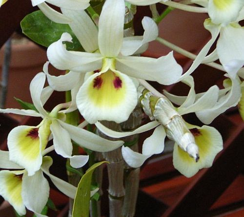 Dendrobium signatum orchids seeds