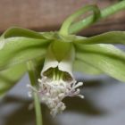Dendrobium stuartii Orchid?es graines