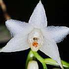 Dendrobium stuposum orchid?e graines