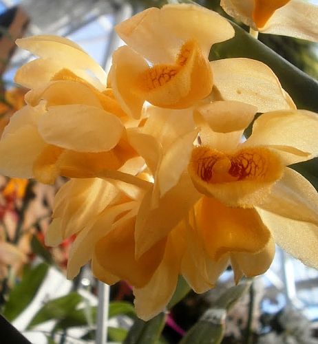 Dendrobium sulcatum orchids seeds