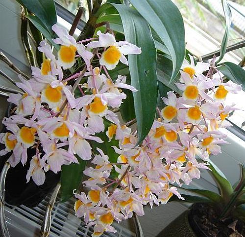 Dendrobium thyrsiflorum orchids seeds