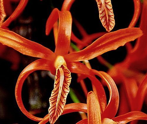 Dendrobium unicum orchids seeds