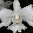 Dendrobium virgineum  semi