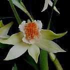 Dendrobium wiliamsonii orchid?e graines