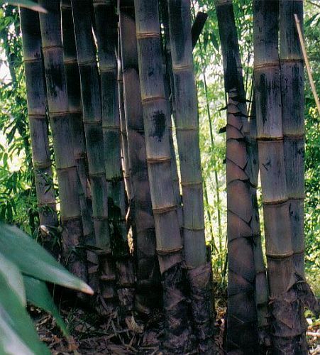 Dendrocalamus asper Black culminou sementes de bambu