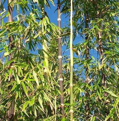 Dendrocalamus asper Black culminou sementes de bambu