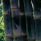 Dendrocalamus asper ﻿Черный шершавый бамбук  cемян