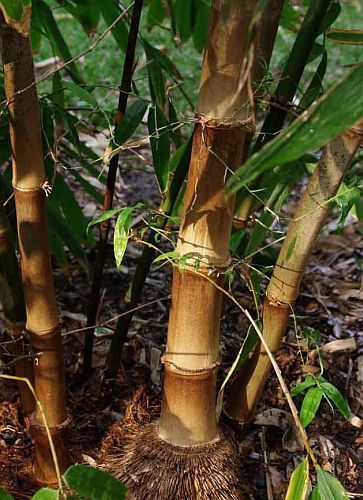 Dendrocalamus aspera giant bamboo seeds