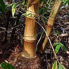Dendrocalamus aspera bamb? gigante semi