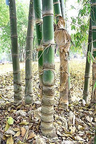 Dendrocalamus barbatus giant bamboo seeds