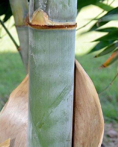 Dendrocalamus birmanicus giant bamboo seeds