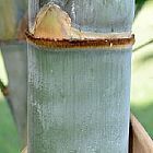 Dendrocalamus birmanicus bamb? gigante semillas
