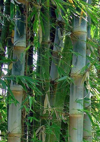 Dendrocalamus brandisii Sweet Dragon Bamboo - Teddy Bear Bamboo seeds