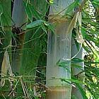 Dendrocalamus brandisii bamb? semillas